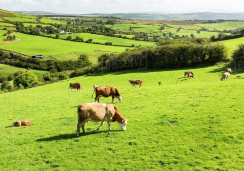 Pastviny na Slovensku ,druh pôdy a vlastníctvo