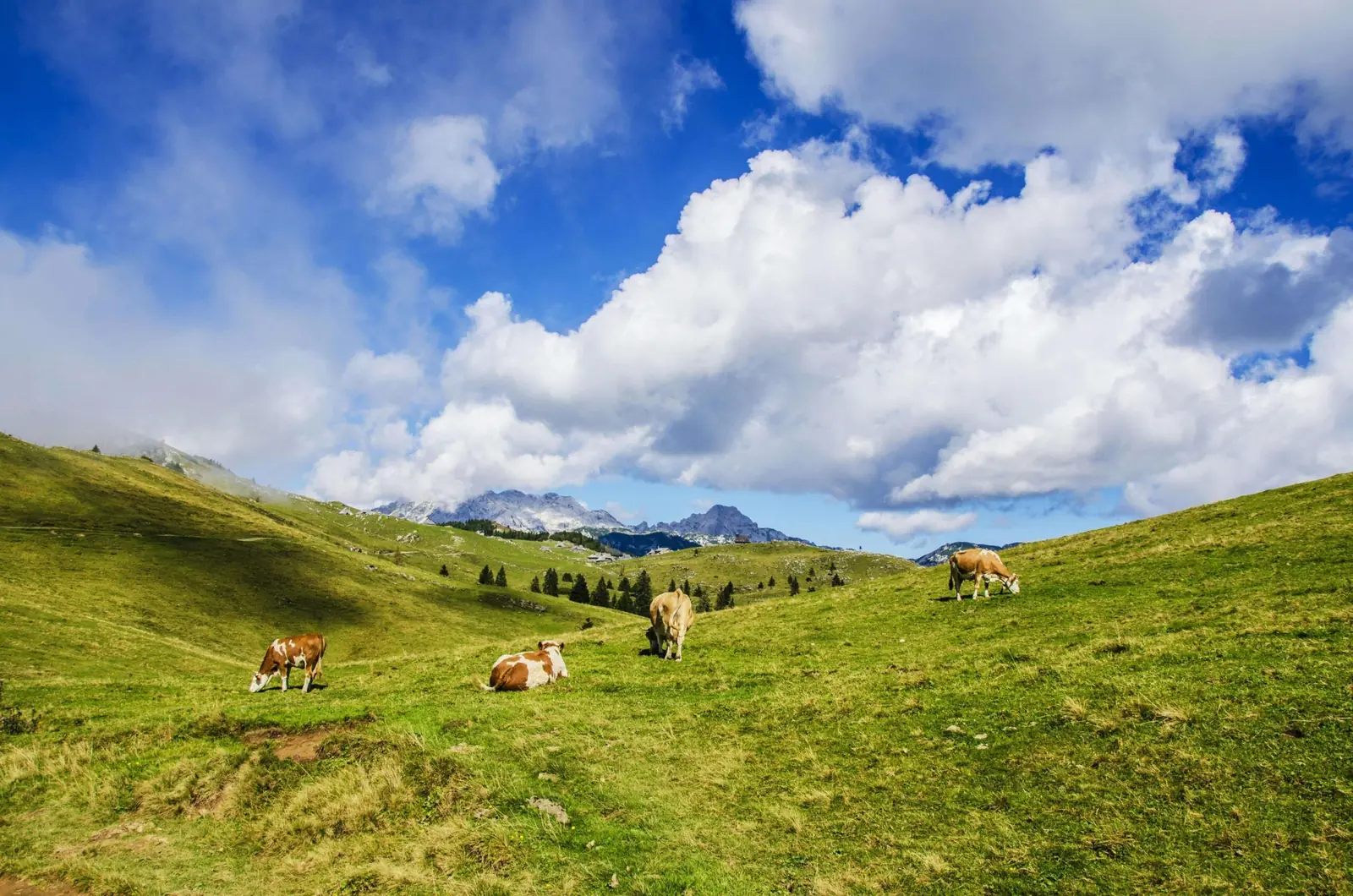 Pastvina na Slovensku a druh pôdy podľa katastra
